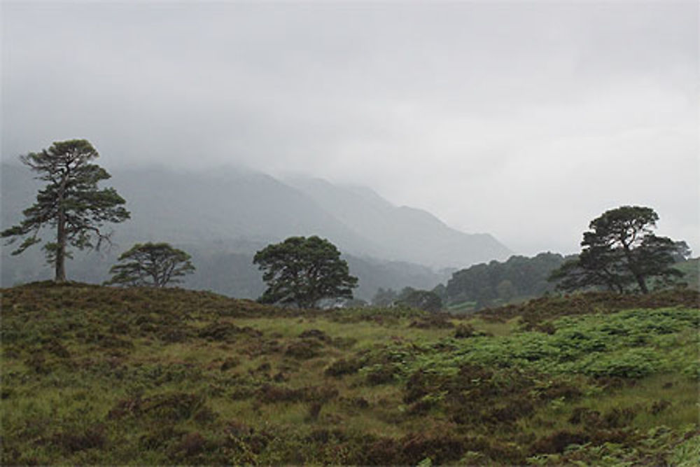 Le Glen Affric sous la brume