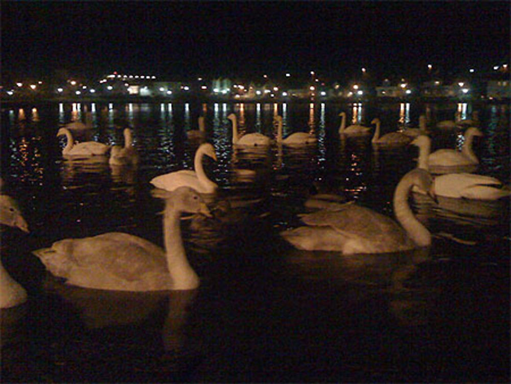 Les Cygnes Chanteurs du Lac Tjornin