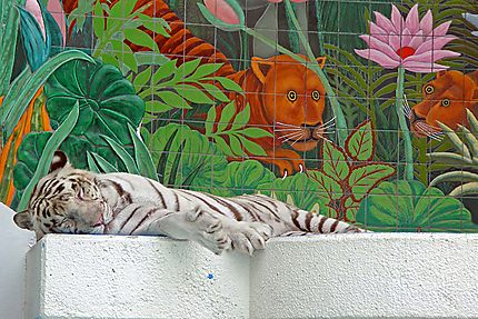 Tigre blanc au Mirage