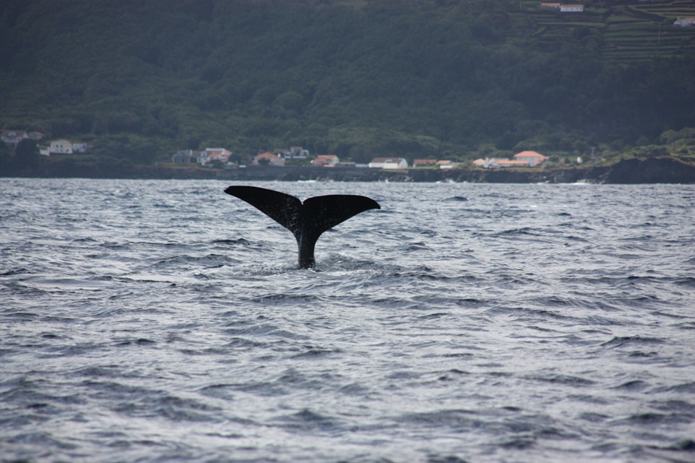 Baleine à Pico Baleine à Pico