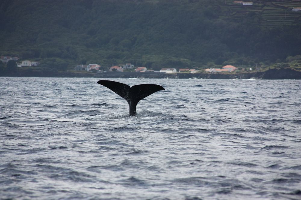 Baleine à Pico