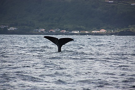 Baleine à Pico