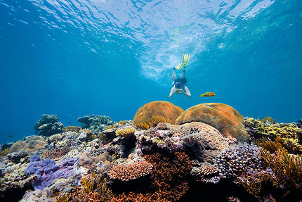Explore the Great Barrier Reef