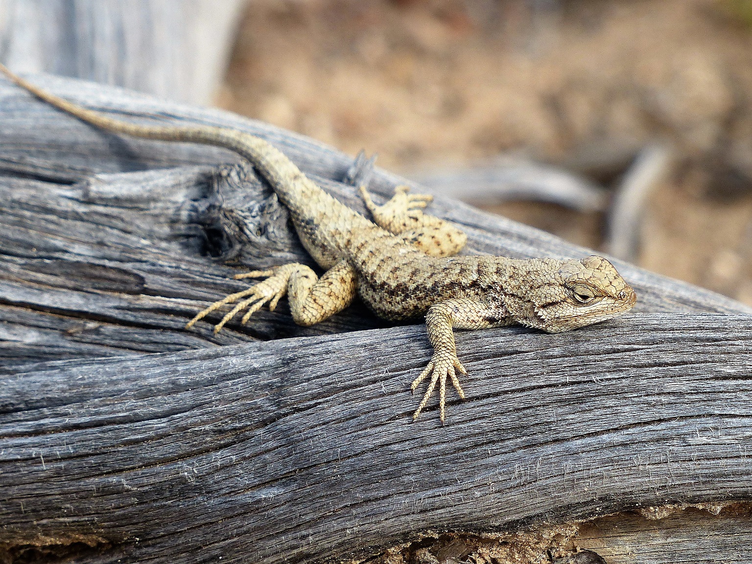 Lézard en voie de pétrification Lézard en voie de pétrification
