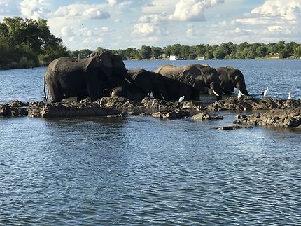 Traversée du Zambèze par une famille éléphant