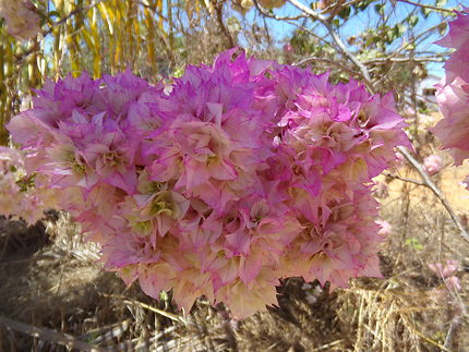 Fleur malgache