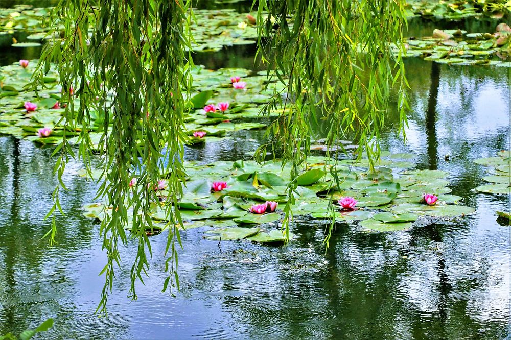 Les nymphéas de Giverny 