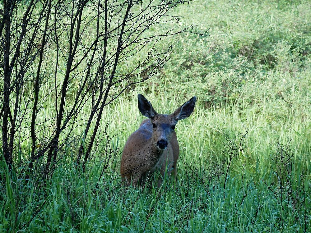 Petite curieuse à Whistler