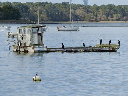 Cormorans en transport en commun 