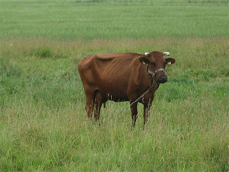 Vache au piquet Vache au piquet