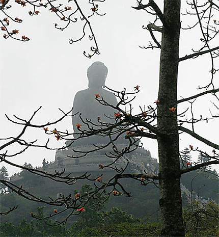 Ombre de Bouddha