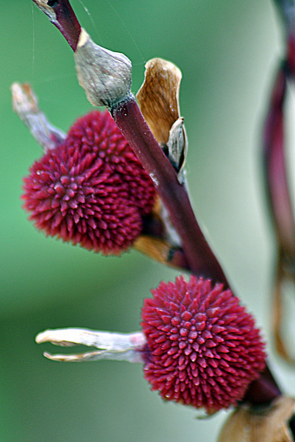 Fruit ou fleur?