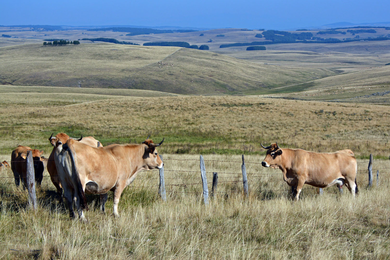Aubrac Aubrac