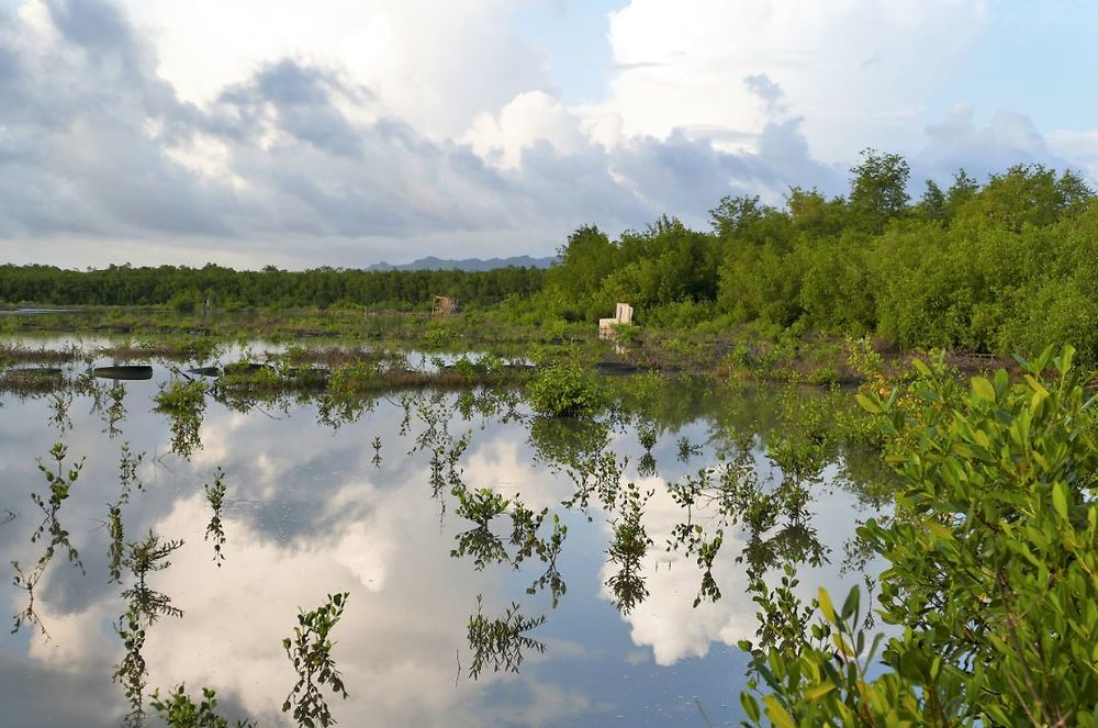 Mangrove près de l'aéroport