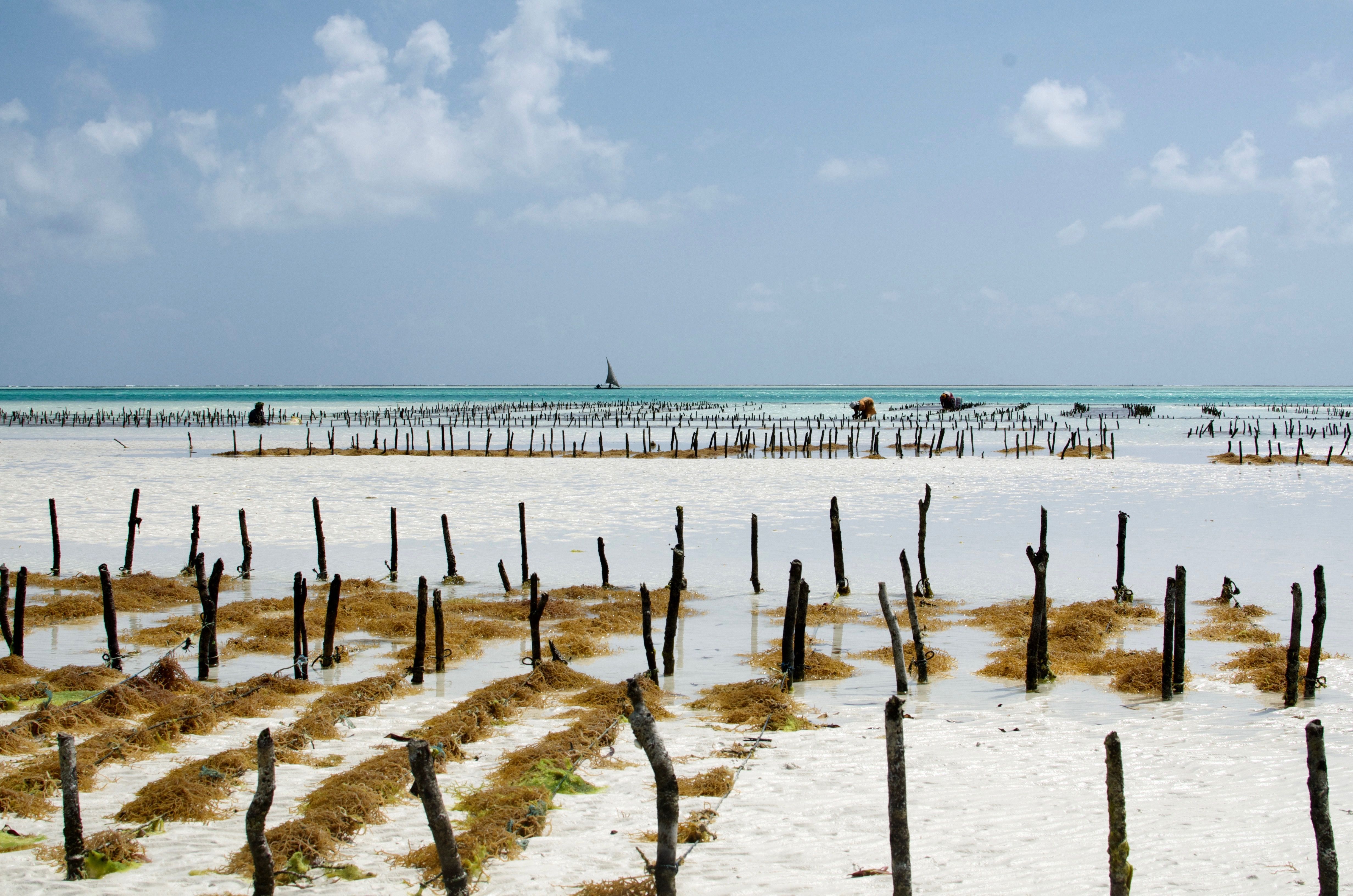 Culture des algues à Zanzibar