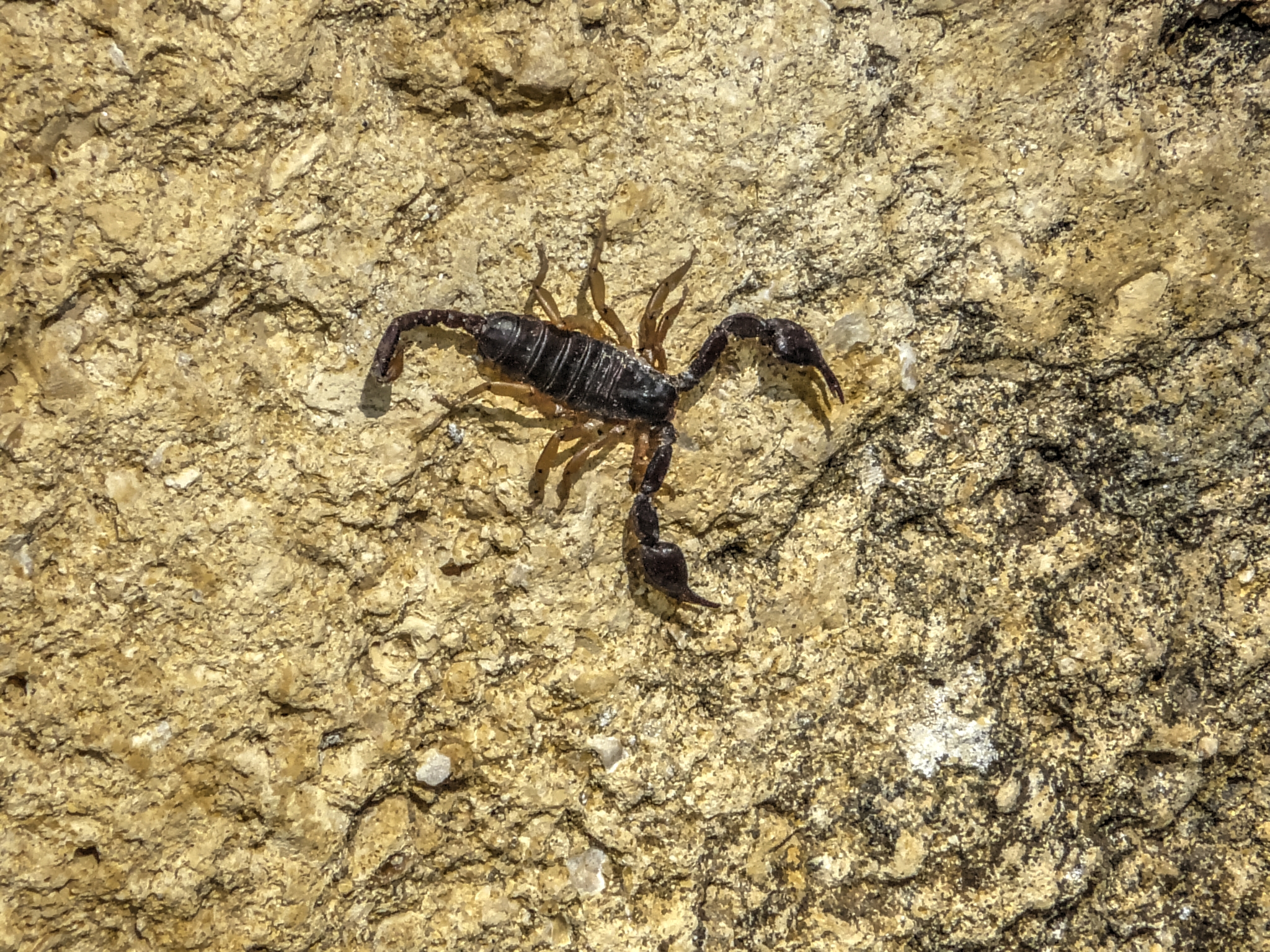 Scorpion sur le mur de l'Eglise Saint-Sauveur Scorpion sur le mur de l'Eglise Saint-Sauveur