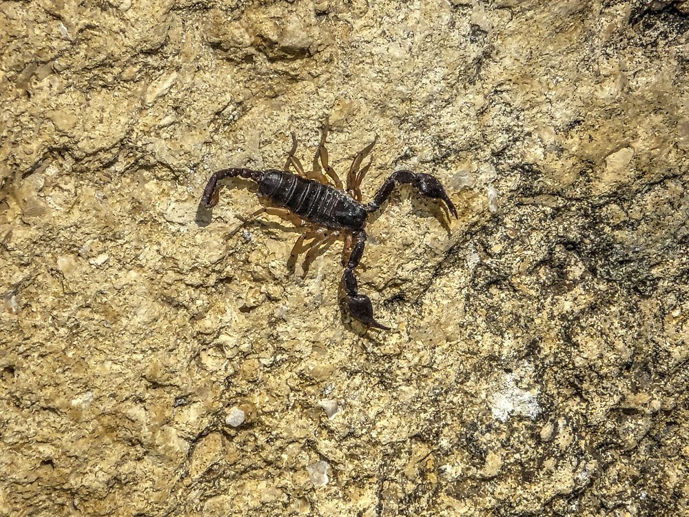 Scorpion sur le mur de l'Eglise Saint-Sauveur