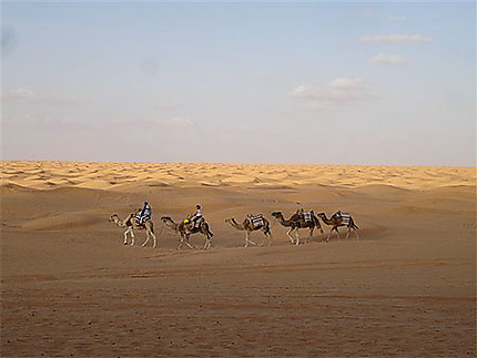 Balade de chameaux