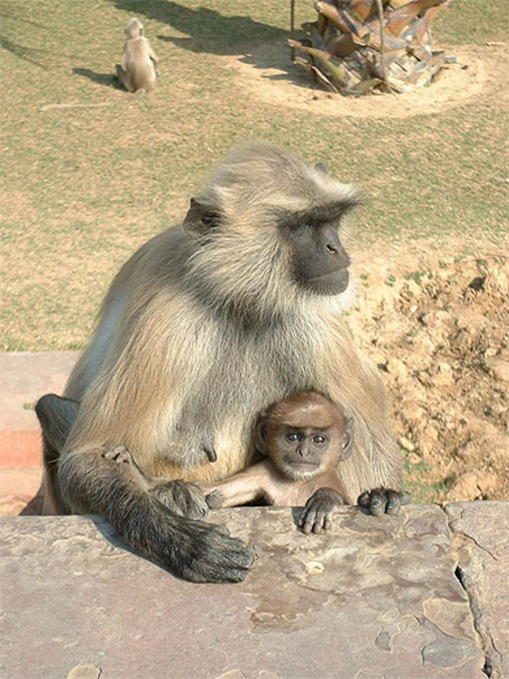 Singe au Palais de Sikandra (Rajasthan Inde)