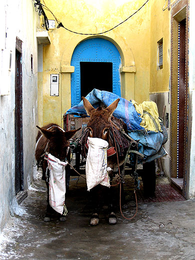 Petits ânes Petits ânes