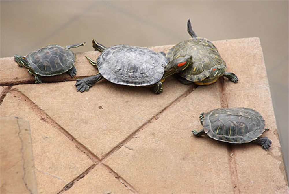 Les tortues du Temple Yuantong