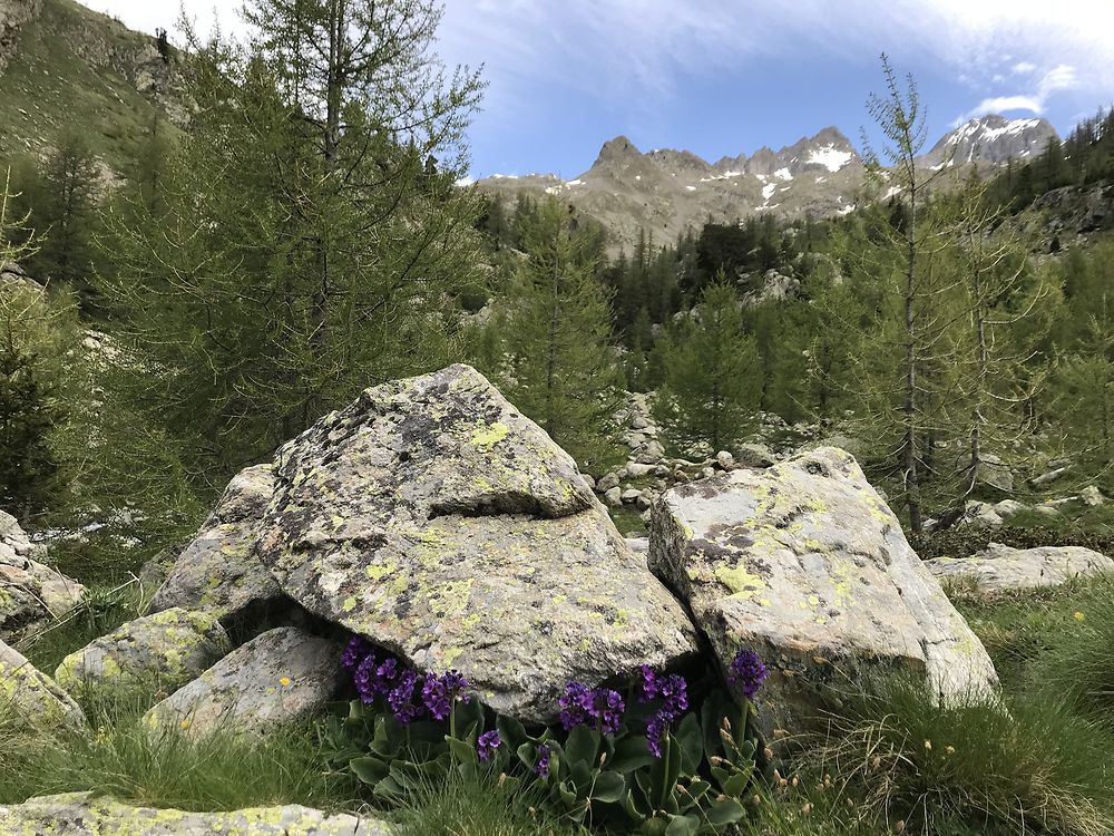 Randonnée vallon de fenestre 