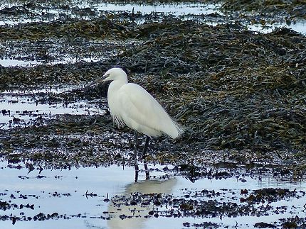 L’aigrette majestueuse se tient à quelques mètres 