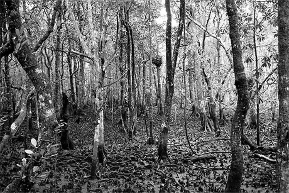 Swamp Daintree Forest