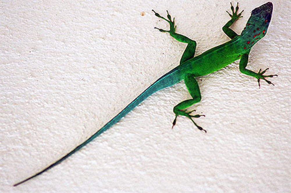 Petit lézard