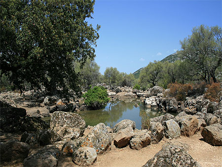 Piscine naturelle Piscine naturelle