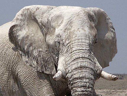 Tête d'éléphant poussiéreux
