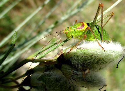 Belle et fragile sauterelle