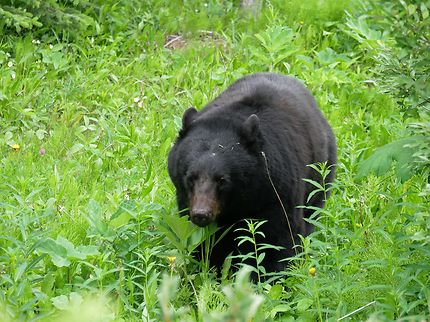 Ours dans le Jasper National Park