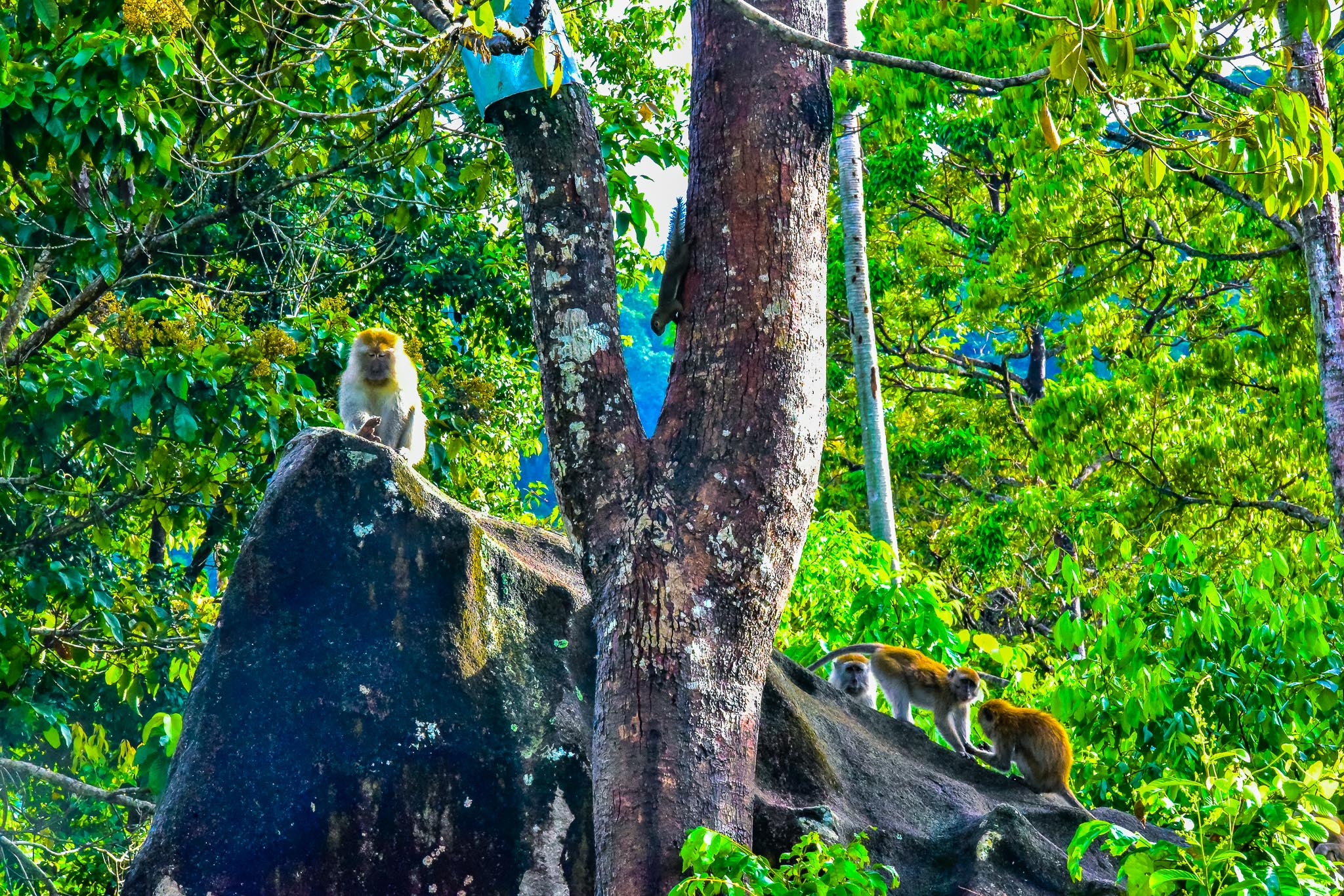 Singes et écureuils Singes et écureuils