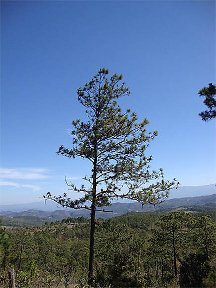 Le pin, arbre national hondurien