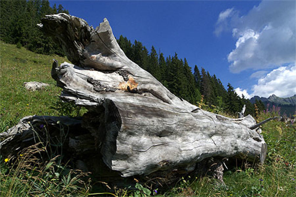 Vieille souche d'arbre, col de la Ramaz, Sommand