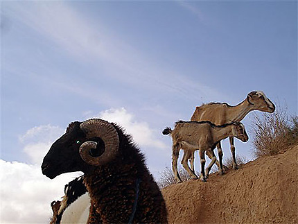 Chèvres tunisiennes