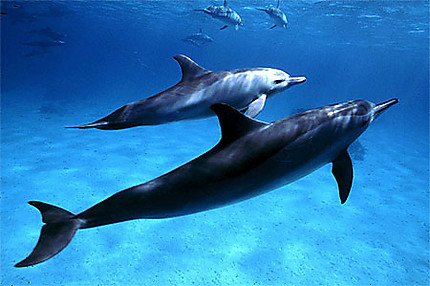 Amour de dauphins