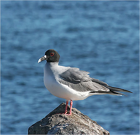 Mouette à queue fourchue Mouette à queue fourchue