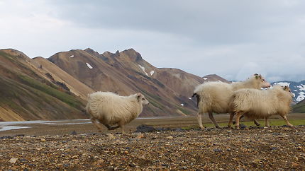 Moutons islandais, ils sont partout