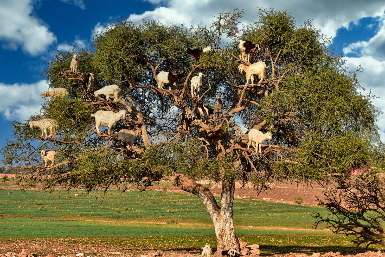 Chèvres sur les arbres