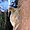 Lémurien volant ou colugo
