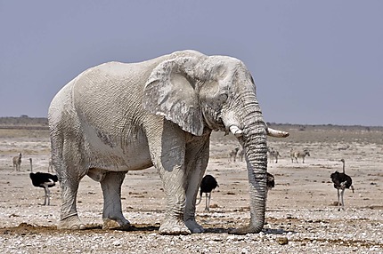 Un éléphant poussiéreux