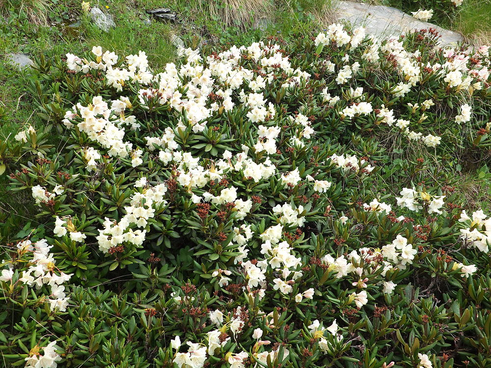 Prairies fleuries de Rhododendrons