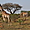 Des girafes dans le parc de Kruger