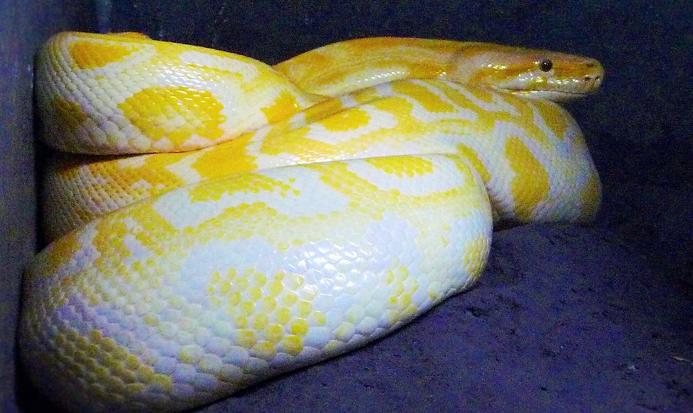 Python Albinos