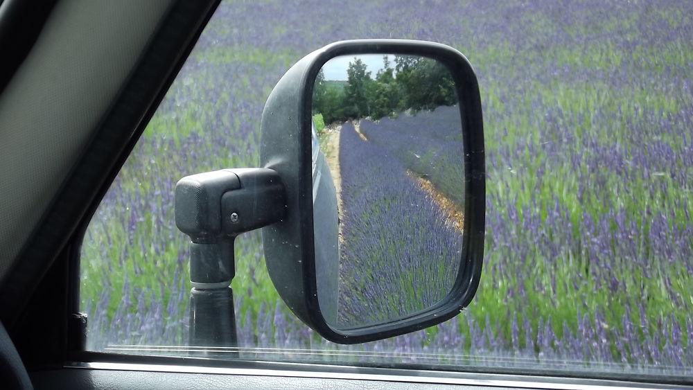 Lavande en fleurs