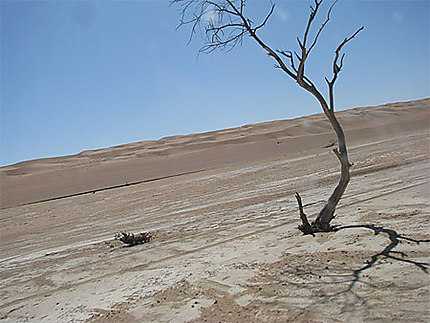 Le désert de Wahiba