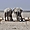Eléphants dans le parc d'Etosha