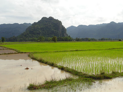 Rizières à Kong Lor, Laos